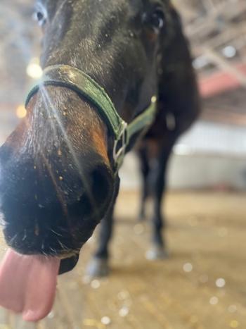Inside a barn a black horse leans down towards the camera lens, with wet dinner on her nose as she sticks her tongue out as she curiously looks in at the camera to give it a lick.