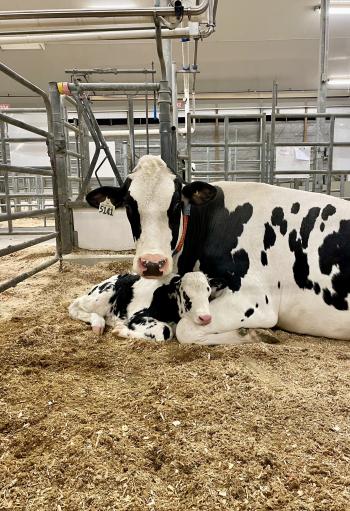 A black and white cow with its calf