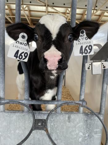 A cow in a barn with its head poking out of the bars