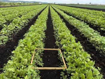 Weed density and canopy cover assessment using a quadrant of 0.5 x 0.5 m, between table beet rows after Naio Orio robot cultivation in the Holland Marsh