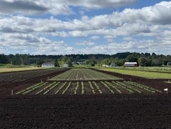 Overview of carrot, onion and table beet field layouts of Ag-robot assessment trial, Holland Marsh Ontario