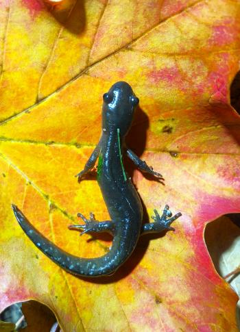 A black juvenile salamander standing on a yellow-red leaf with a small piece of green grass on its back