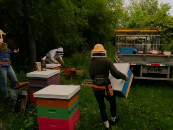 Three beekeepers moving their hives around sunset