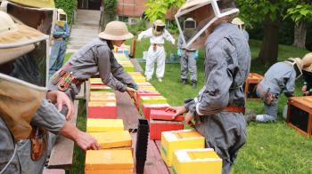 Several people in beekeeper suits standing together and working with bee boxes