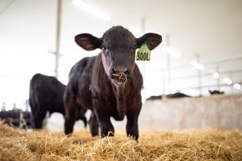 A black bull calf in hay with another black bull calf in the background.