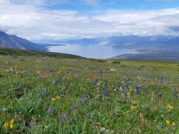 A meadow overlooking a lake and mountains