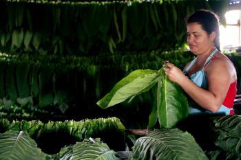 The image depicts a female farmer weaving large green tobacco leaves and arranging them on horizontal rods. In the background, there are numerous tobacco leaves. The scene is set in a rustic and dark hut in a rural area of Pinar del Rio, Cuba.