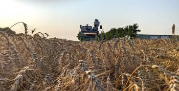 A field of wheat with a tractor in the distance.