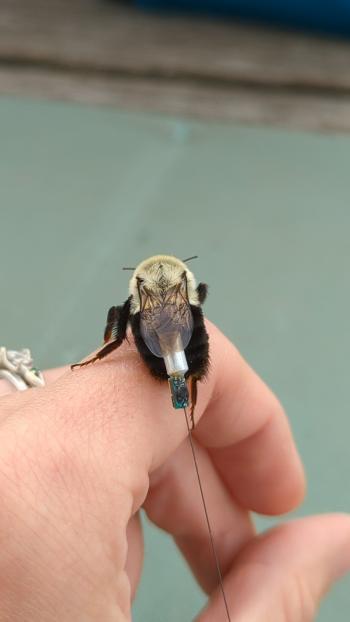 A bumble bee on a hand with a tag on it