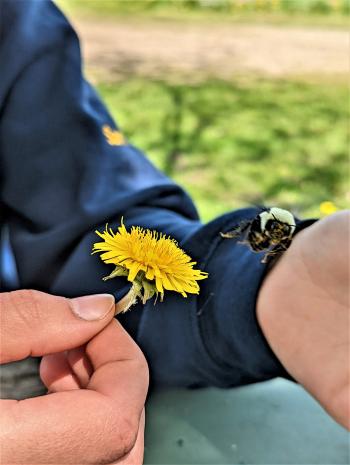 A person holding a flower with a bee flying near it.
