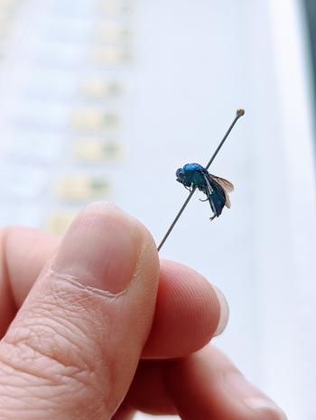 A blue Emerald wasp on a pin with a hand holding it up
