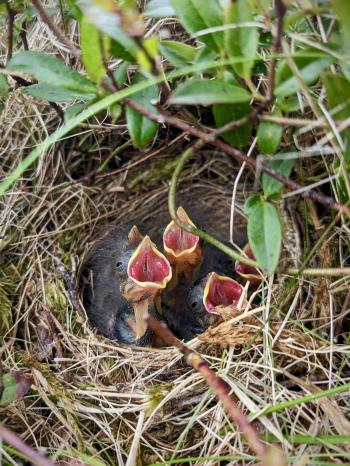 Four young Savannah sparrows in their nest with their mouths open