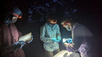 The WEB lab bat field team measuring morphometrics and fitting an identification band on a little brown bat .