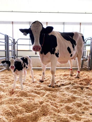 Two black and white cows standing in a stable. One is a mother cow and the other is her calf.