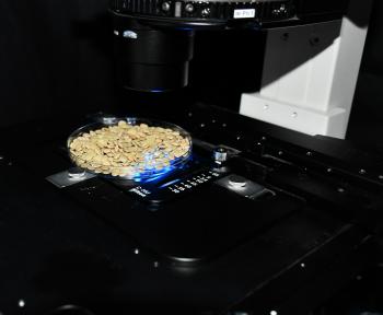 Large green lentils under a fluorescent microscope