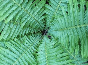 Several green ferns with forming a circle in the middle