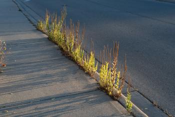 Hoary Vervain plants shining through a sidewalk crack in Kitchener, ON.