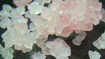  Several pink sugar crystals with a dark background