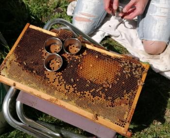 Bees sitting on a long rectangular honeycomb