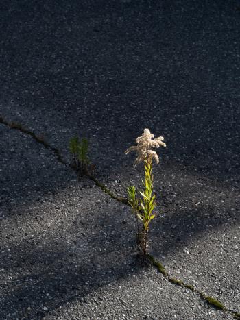 A seeding golden rod, bursting through a pavement crack in Kitchener, ON