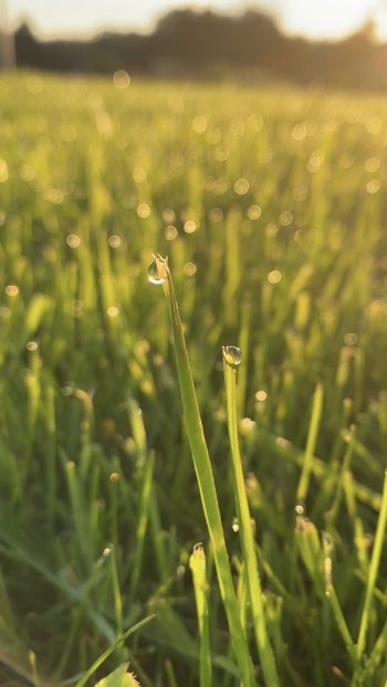turf grass with water droplets