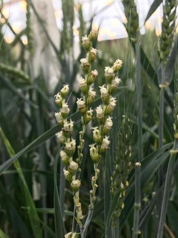 Growing Wheat crosses in greenhouse