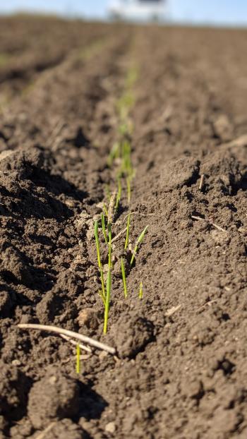 Wheat shoots emerging from soil in field