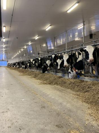 A row of cows in stalls eating grain