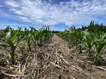 Grain corn growing in field at Ridgetown campus