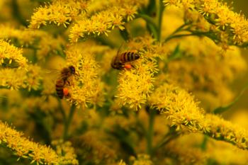 Honey bees collecting pollen