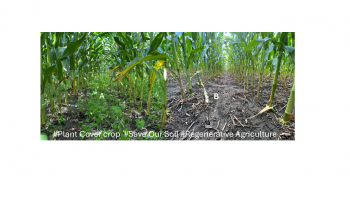 Two side by side images of cover crops