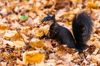 A black squirrel with yellow leaves in its mouth.