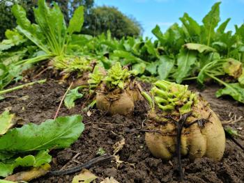 Sugar beets in the soil