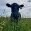 OBRC cow on pasture on a bright but cloudy day watching me take my pasture samples from her field