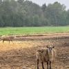 A sheep, looking a bit disheveled after a playful encounter with a hay bale.