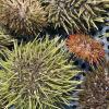 Five sea urchins in color.