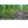 Two side by side images of cover crops