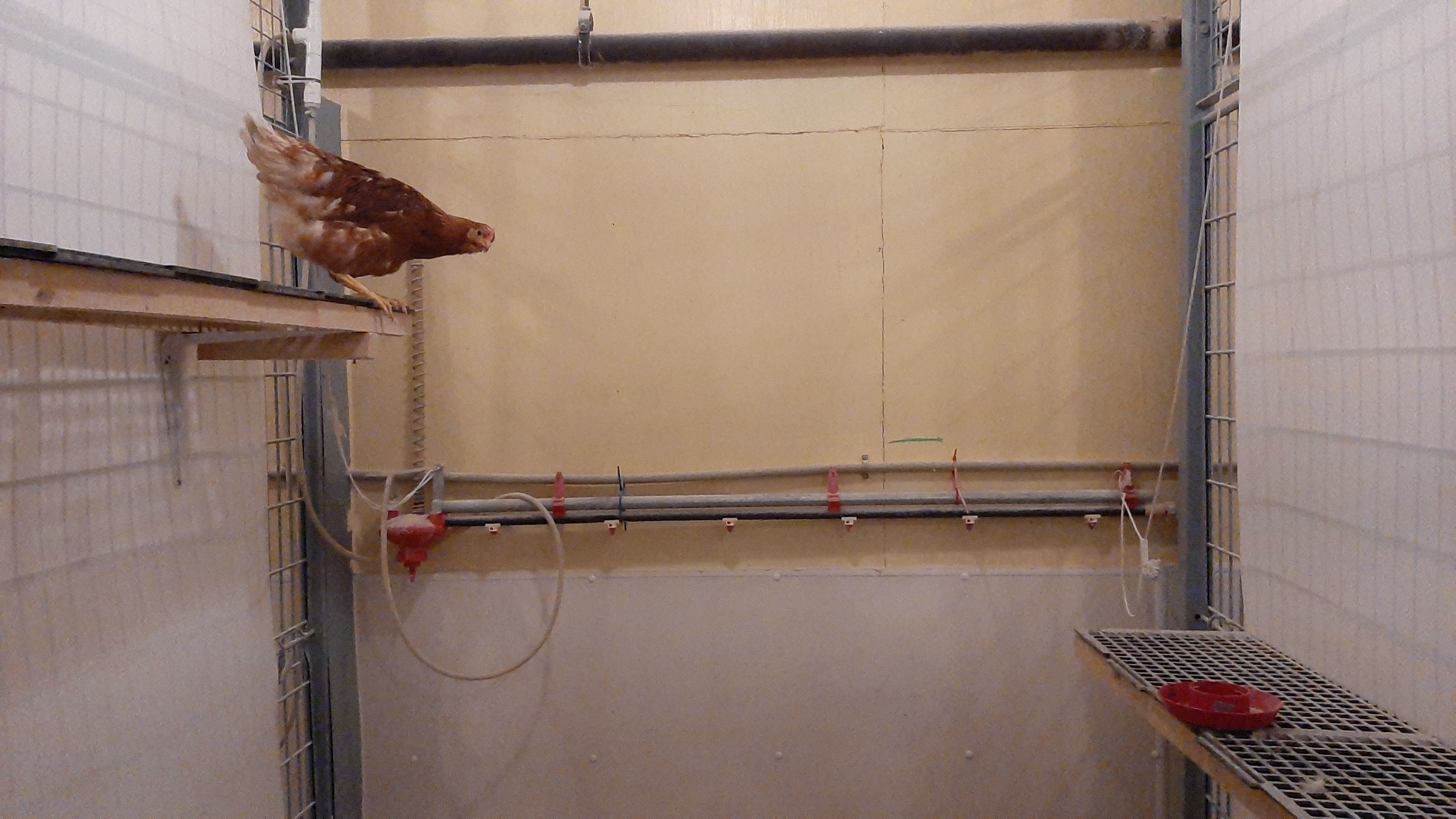 a pullet is asked to jump from one elevated platform to another