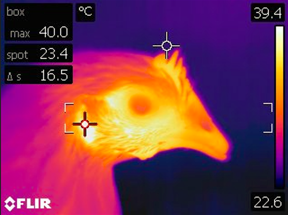 thermal image of a laying hen pullet's head